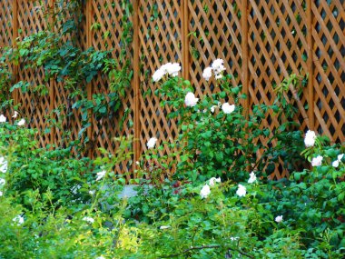 Tahta çitler ve bahçede açan güzel çiçekler.          