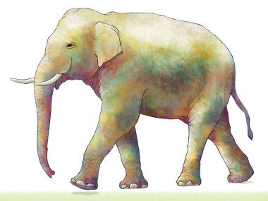 Beyaz arka planda yürüyen güzel bir fil resmi