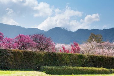İlkbaharda Japonya 'da kiraz çiçeği 