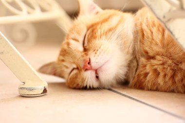 Kedi yerde yatıyor.