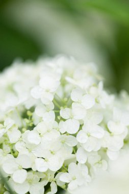 Bahçedeki ortancaların güzel çiçekleri. seçici odak.