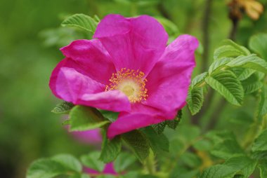 Güzel çiçek açan gülü kapat.