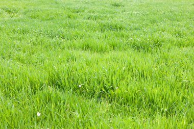 Güneşli günde yeşil çim Sahası 