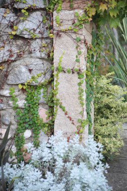 Bahçedeki eski taş binanın yakınındaki bir ağacın yeşil yaprakları.