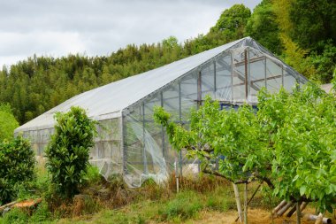 Bahçesinde ve serasında ağaçlar olan yeşil bitkiler.