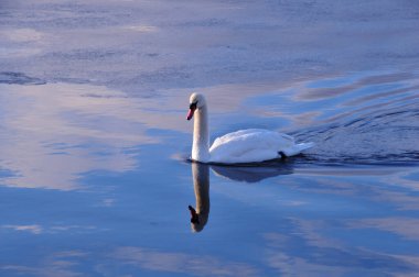 güzel beyaz kuğu suda Yüzme           