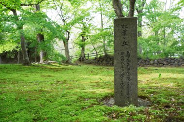 Plants and Trees in Summer Forest, Japan, Daytime View 