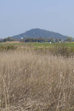 Güzel bir tarlanın ve dağların dikey görüntüsü 