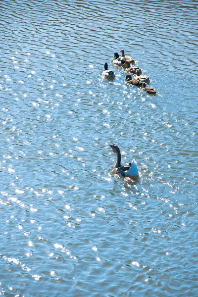 ducks swimming  in the lake
