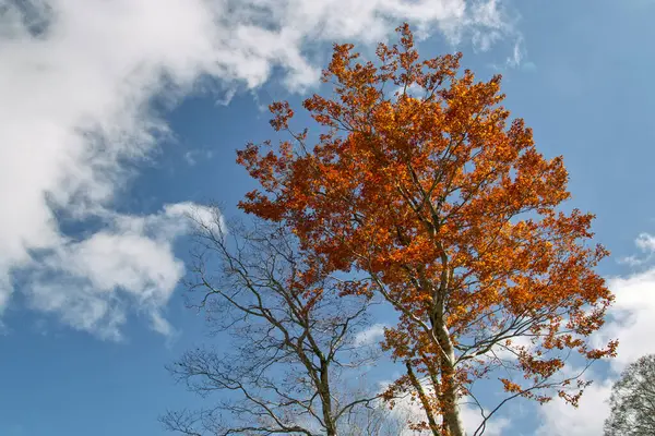 Renkli Yaprakları Ağaçları Olan Güzel Sonbahar Manzarası — Stok fotoğraf