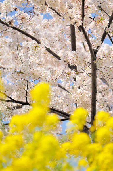 Natureza Vista Cênica Flores Bonitas Florescendo Parque Primavera — Fotografia de Stock
