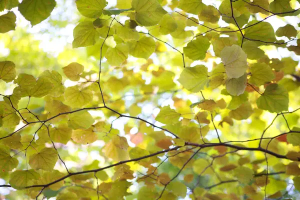 Jesiennie Drzewa Kolorowymi Liśćmi Słońcu — Zdjęcie stockowe