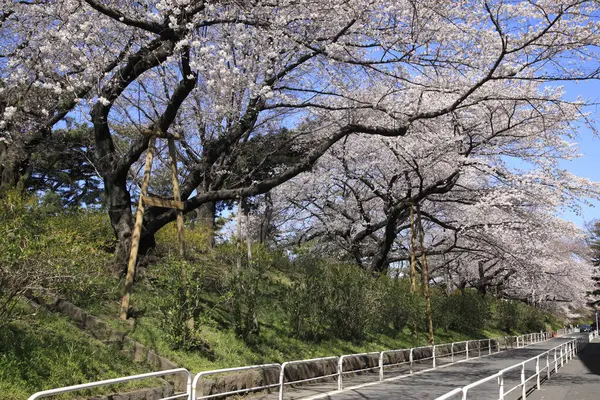 Parkta Beyaz Pembe Çiçekli Güzel Ağaçlar — Stok fotoğraf