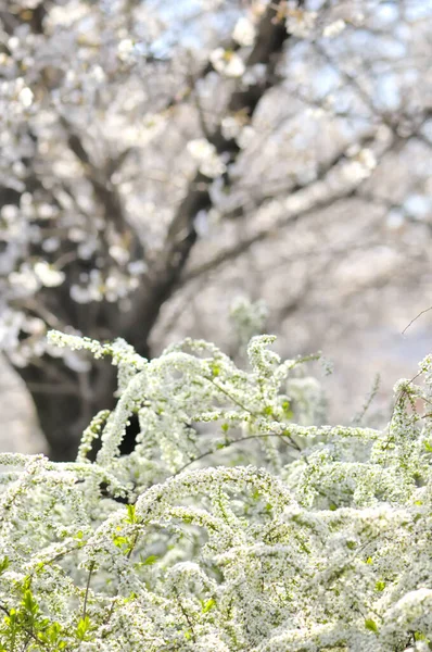 Természet Festői Kilátás Gyönyörű Virágok Virágzik Parkban Tavasszal — Stock Fotó