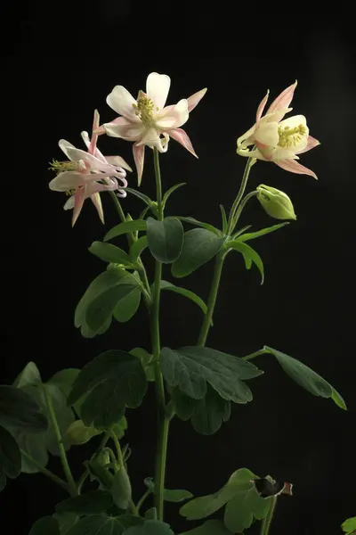 Красиві Квіти Вид Крупним Планом Літня Концепція — стокове фото