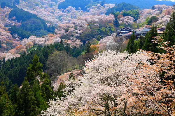 Festői Felvétel Virágzó Sakura Fák Zöld Park Dombok Japánban — Stock Fotó