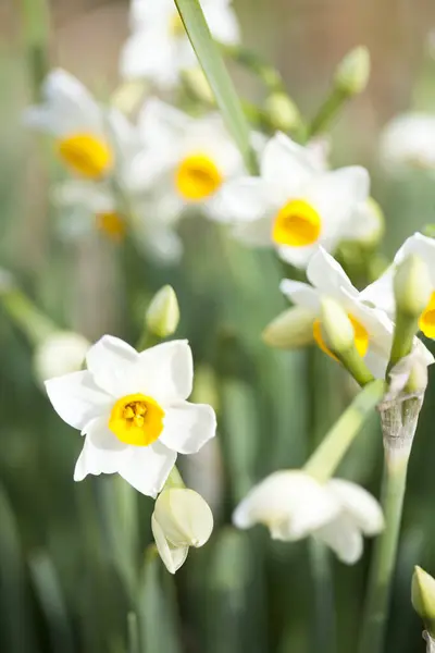 Bílé Narcisy Kvetoucí Zahradě — Stock fotografie