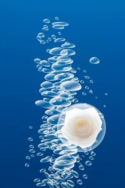 Fresh Water Bubbles Beautiful White Rose Flower Blue Background — Stock Photo, Image