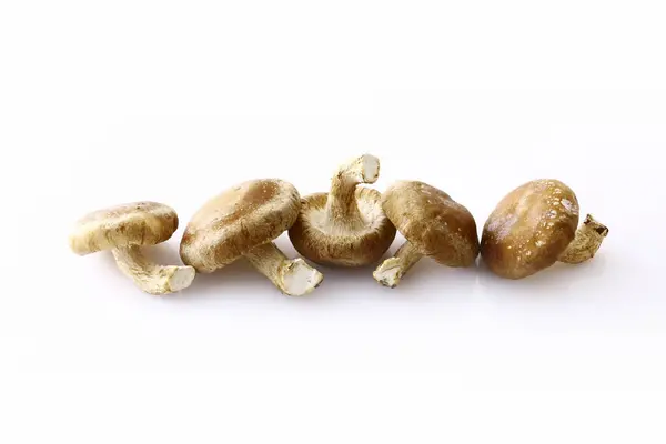 Rohe Shiitake Pilze Auf Weißem Hintergrund — Stockfoto