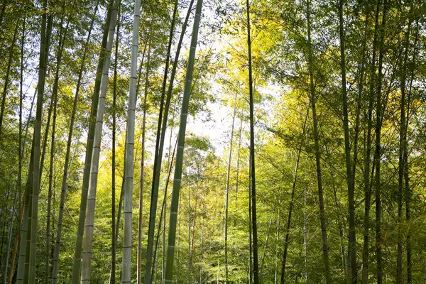 Sabahları güzel bambu ormanları