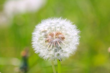 Yeşil çimlerin üzerinde karahindiba çiçeği 