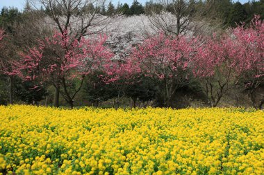 Japonya 'da sarı çiçekli kiraz çiçeği