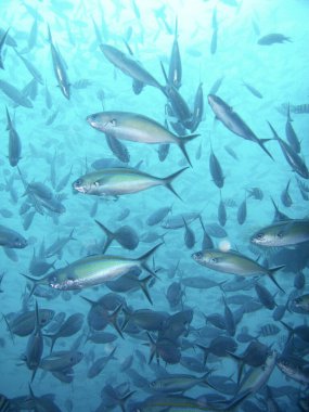 Güzel tropikal deniz balıklarının sualtı manzarası 