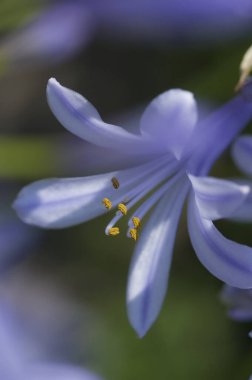 Güzel çiçekler, yakın görüş, doğa konsepti.