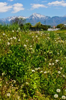 Dağ ve yeşil çimlerin manzarası