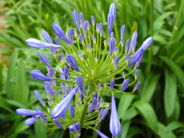 Güzel çiçekler, yakın görüş, doğa konsepti.