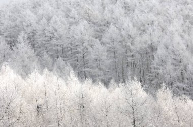 Japonya 'da karla kaplı ağaçlarla kaplı güzel bir kış ormanı