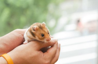 Kadın ellerinde küçük bir hamster, yaklaşın.