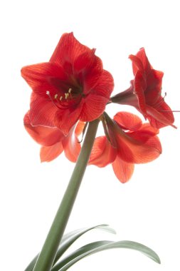 kırmızı Amaryllis çiçeği, beyaz arkaplanda izole edilmiş.