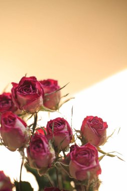 güzel pembe güller yakın çekim