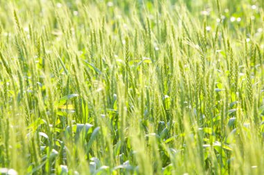 Yeşil buğday kulak alanında 
