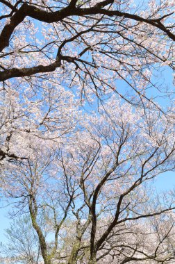 Bahar çiçeğinin güzel manzarası