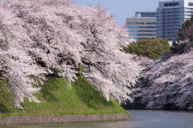 Japonya 'da kiraz çiçekleri, Tokyo 