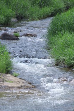 Hızlı akarsu ve yeşil çimlerin güzel manzarası