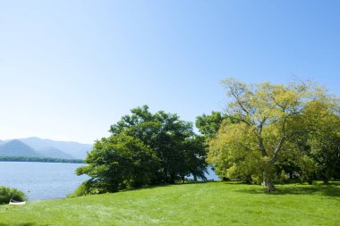 Yeşil ağaçlı çimenli bir tarla