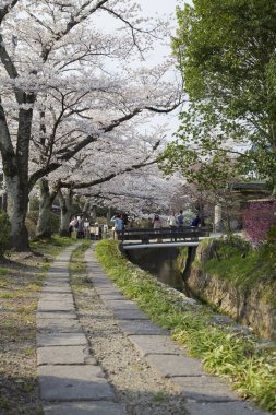 Park 'ta kiraz çiçekleri, Japonya 