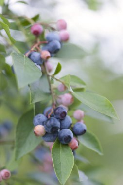 Bahçedeki taze yaban mersinleri dalları üzerinde