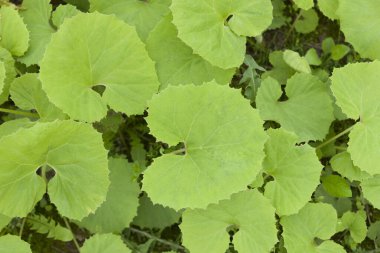 Yazın ormanda yeşil yapraklar, yakın.