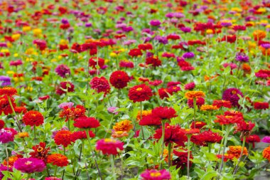 Uçsuz bucaksız tarla, çiçek açan renkli bahçe çiçekleri. Doğa duvar kağıdı arkaplanı.
