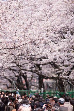 İnsanlar Tokyo, Japonya 'da kiraz çiçeklerine bakıyor.
