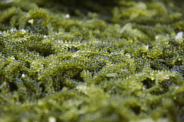 Caulerpa lentillifera, deniz üzümü veya okyanus üzümü olarak bilinen yenilebilir yeşil makroalga..   
