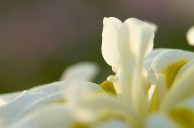 Bahçedeki güzel çiçekler