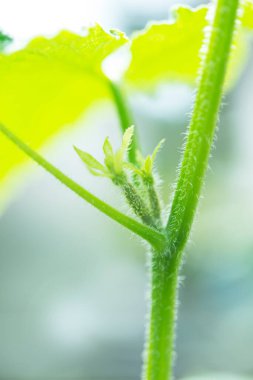 Bahçede yetişen yeşil salatalığın yakın plan görüntüsü.
