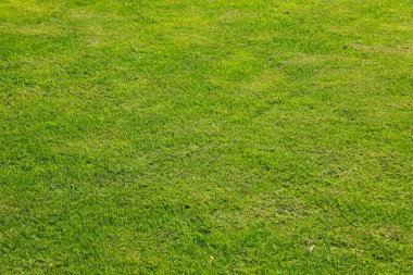 yeşil çimen arka planı. yeşil çimen dokusu