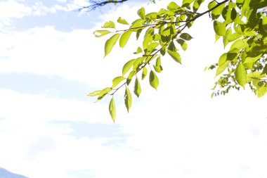 Ormandaki ağaçlarda yeşil yapraklar 