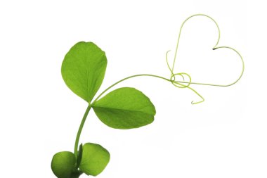 Beyaz arka planda yeşil yaprakları olan güzel bitkiden yapılmış kalp.